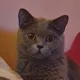 theowolady avatar